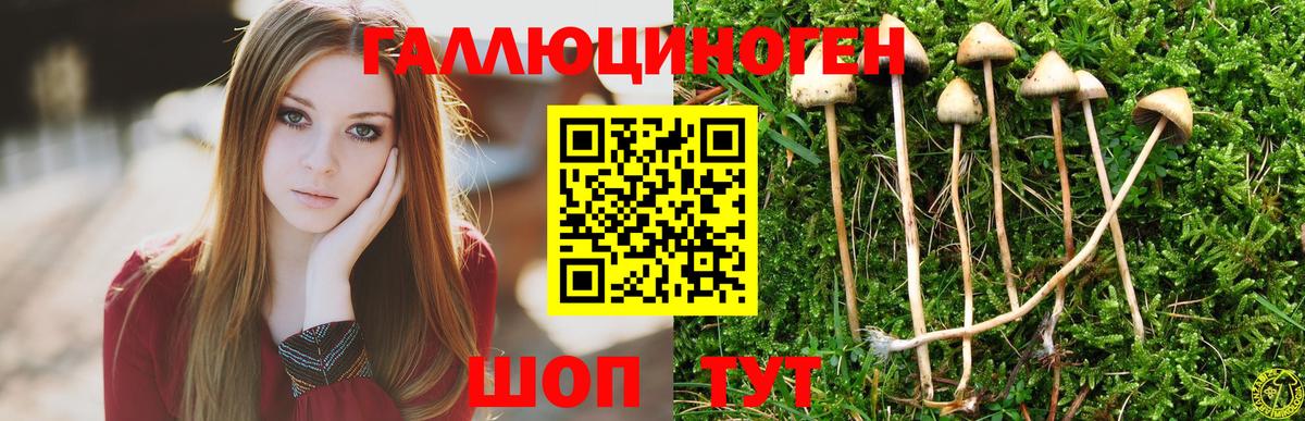 Северобайкальск  Псилоцибиновые грибы GOLDEN TEACHER  Вход с VPN  Галлюциногенные грибы GOLDEN TEACHER 